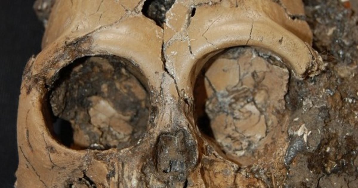 A rare find: Skull of a juvenile ape 6 million years old unearthed