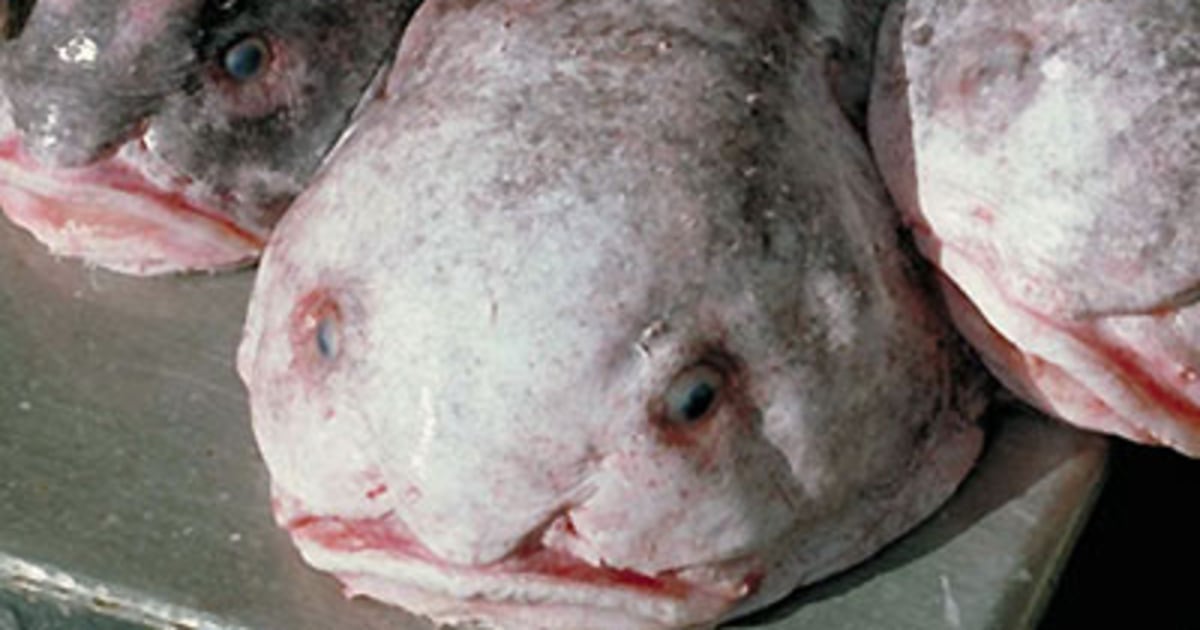 Blobfish wins ugliest animal vote - BBC News