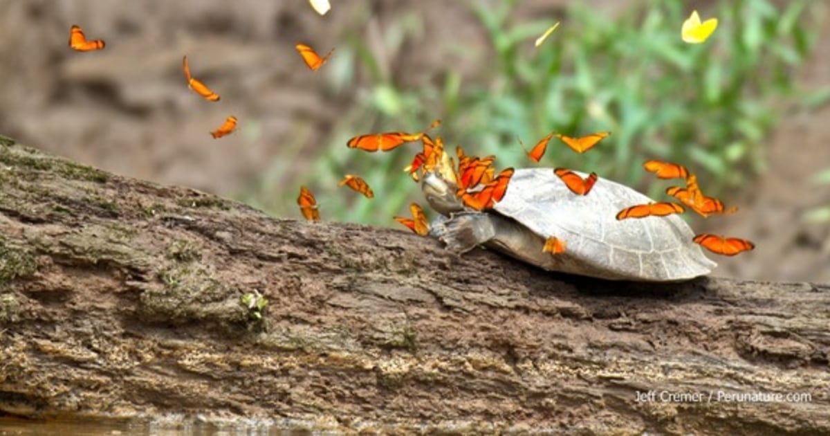 A Far Cry From Normal Amazonian Butterflies Drink Turtle Tears