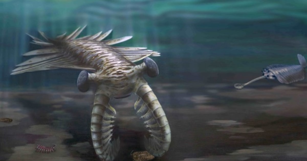 Cambrian explosion was indeed marked by lightning-fast evolution