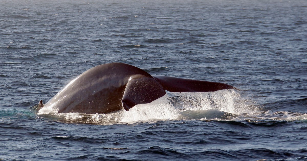 A whale's life story is recorded in its ear wax