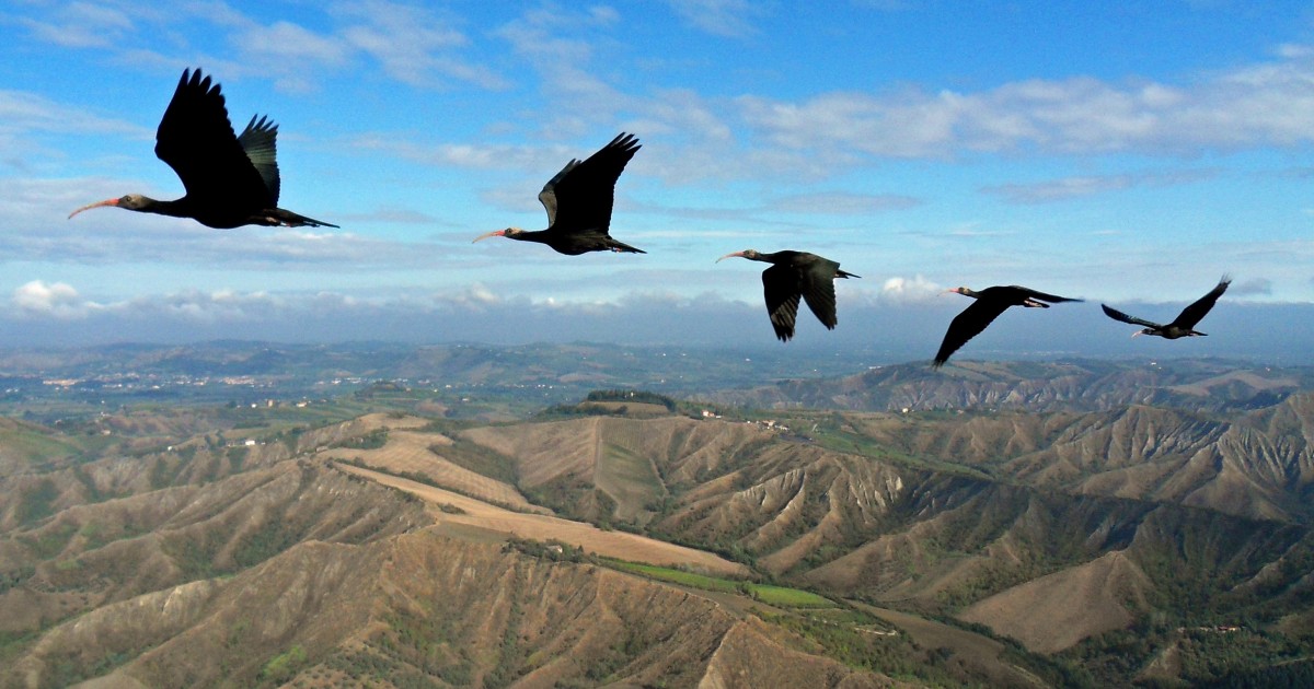 Why Do Bird Fly In V Formation Ibises Help Scientists Figure It Out