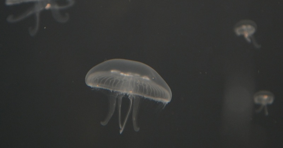 Best thing since sliced bread? Aquarium creates 'peanut butter and