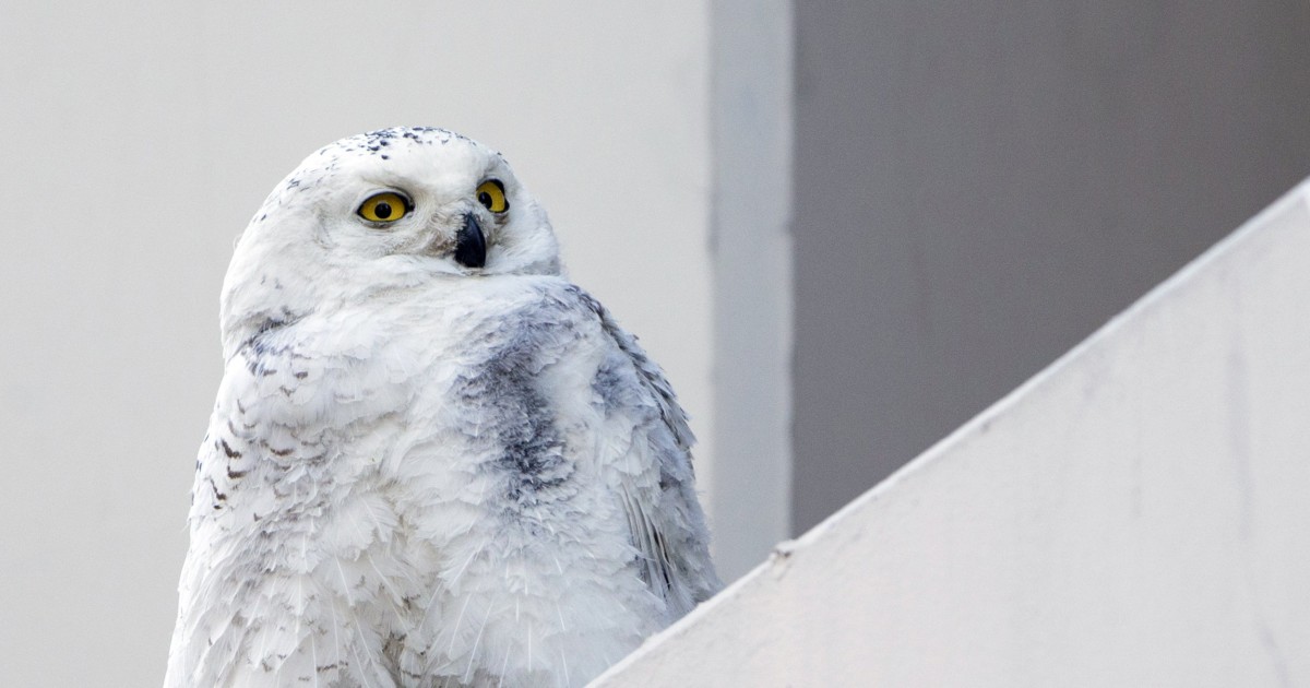 snowy owls in colorado