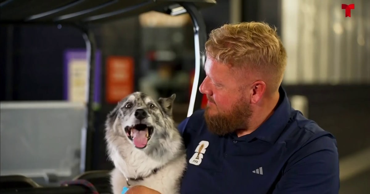 Conoce a Boyd el perro que mantiene en orden los campos de los New England Patriots