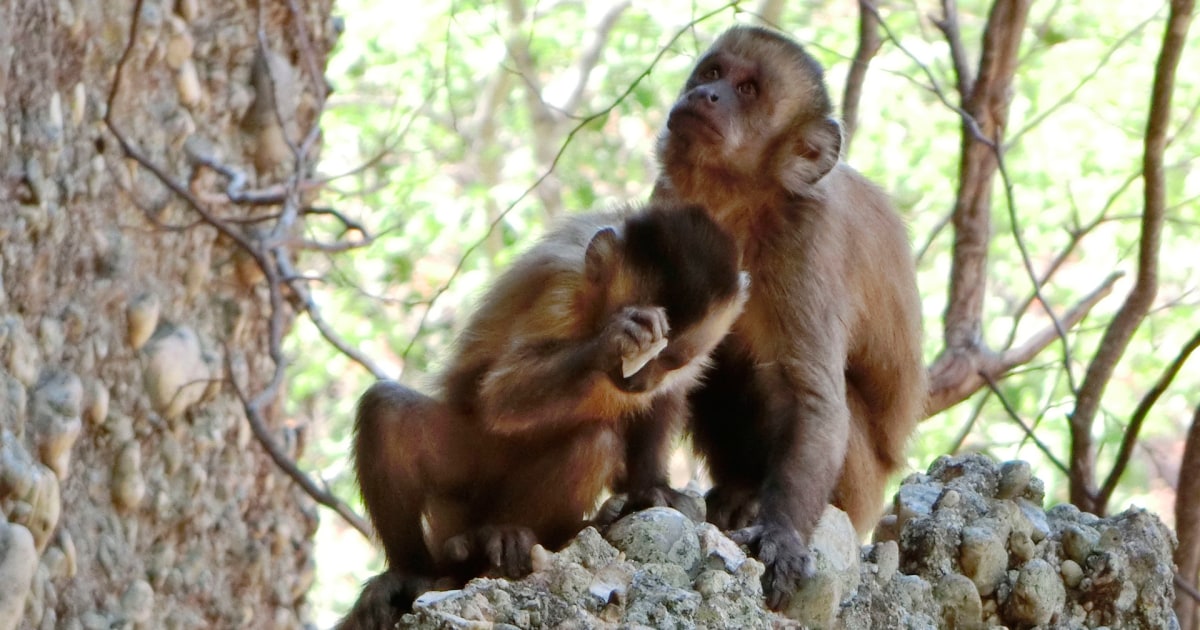 Monos Rora Monos rompen piedras, parecen crear herramientas afiladas