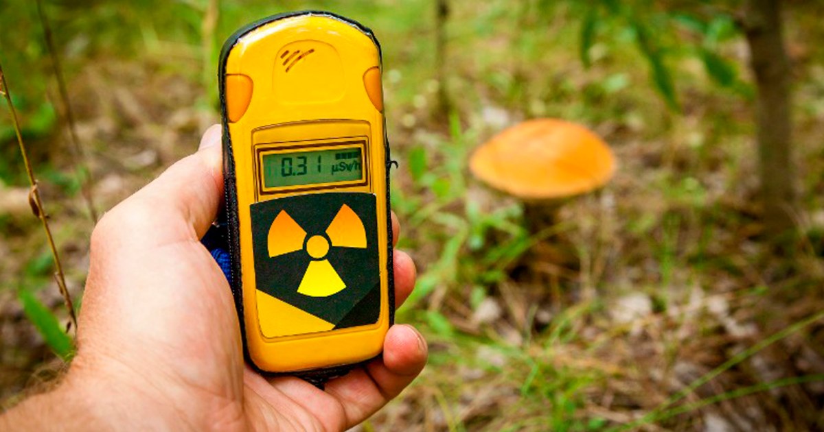 Hongo Radioactivo Radiación en Chernobyl sigue presente, según muestran hongos ...