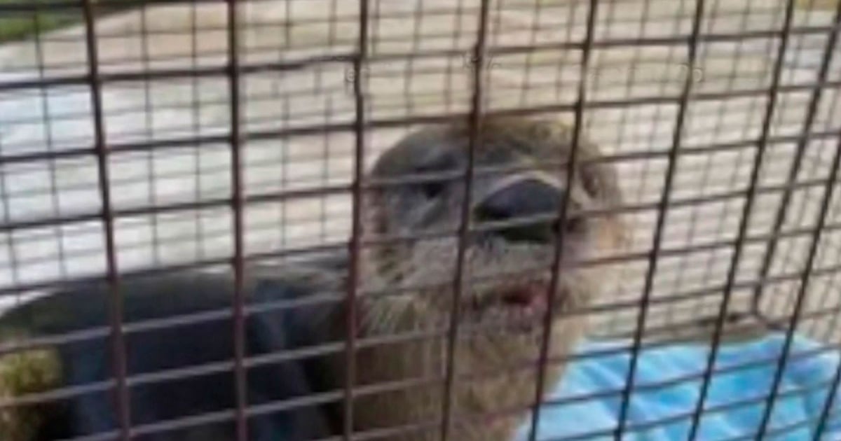 Nutria ataca a un perro y a una persona en Jupiter, Florida | Telemundo