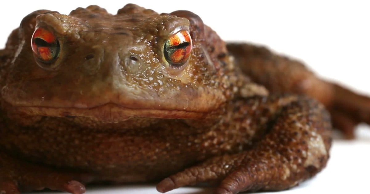 Great Rana Rana gigante de Chile enfrenta amenazas climáticas y humanas
