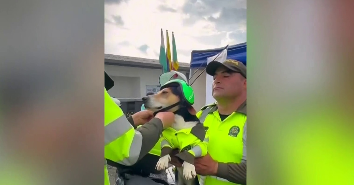 Convierten en patrullero a perrito luego de ser rescatado en Colombia