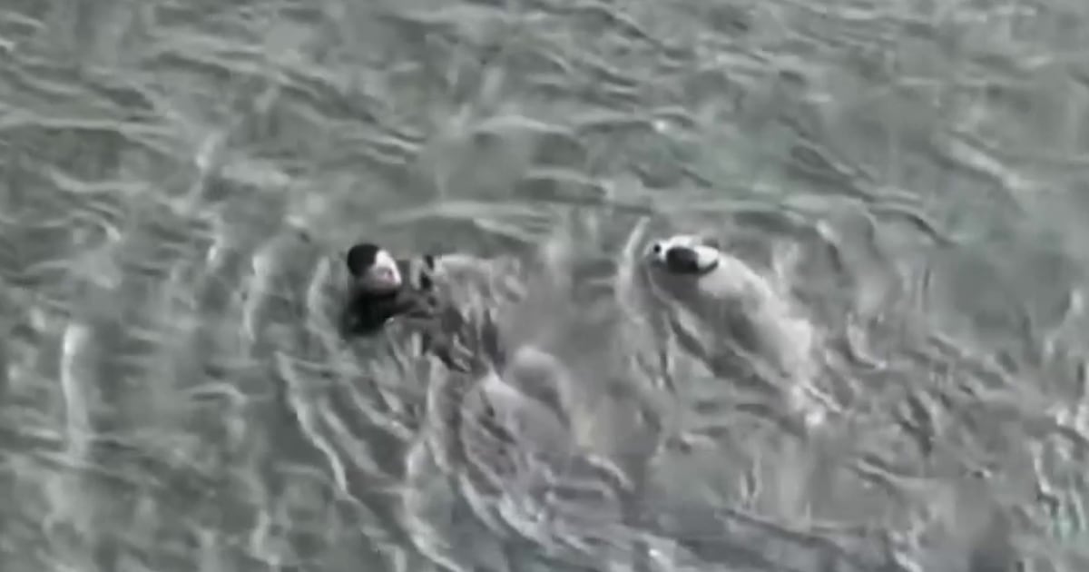 En video: Un policía se lanza al rescate de un perro herido en un lago