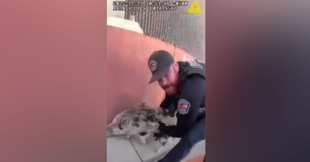 Un cerdo salvaje provoca una peculiar persecución policial en Albuquerque | Telemundo
