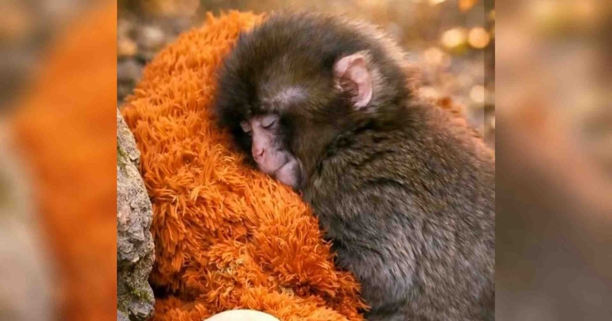 PETA quiere que el mono Punch se transfiera a un santuario | Telemundo