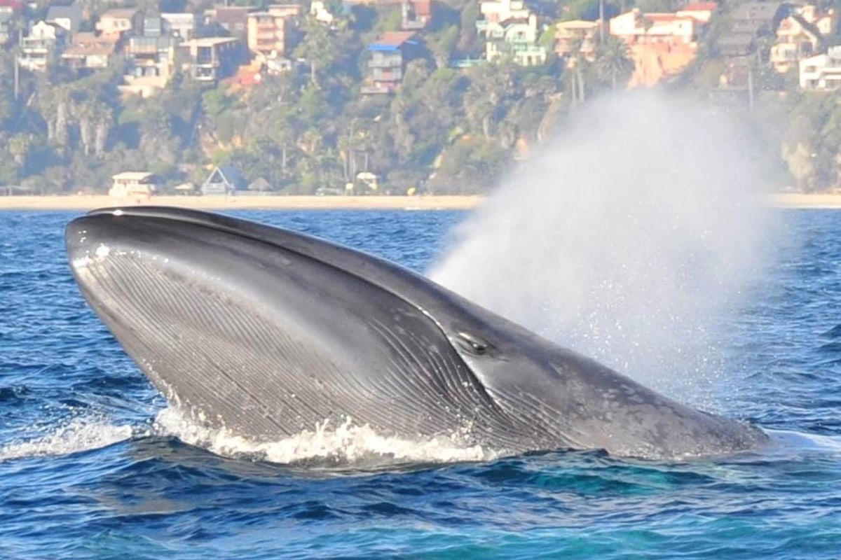 Blue whale. Голубой кит Balaenoptera musculus. Дыхало кита. Гренландский кит дыхало. Гренландский кит фонтан.