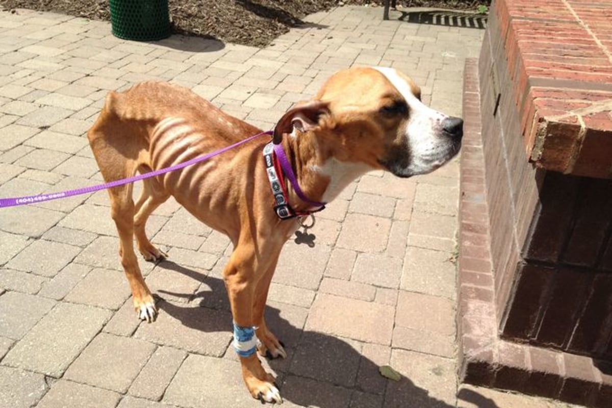 Щенок сильно похудела быстро Щенок сильно похудела быстро