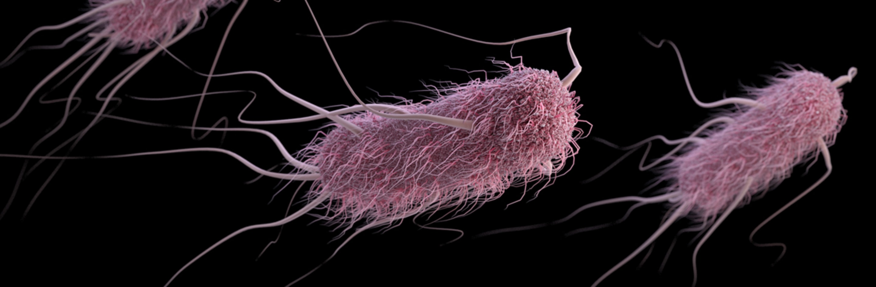 Раковая палочка. Escherichia coli строение. Клетка Escherichia coli. Бактерии эшерихия коли. Кишечная палочка е coli.