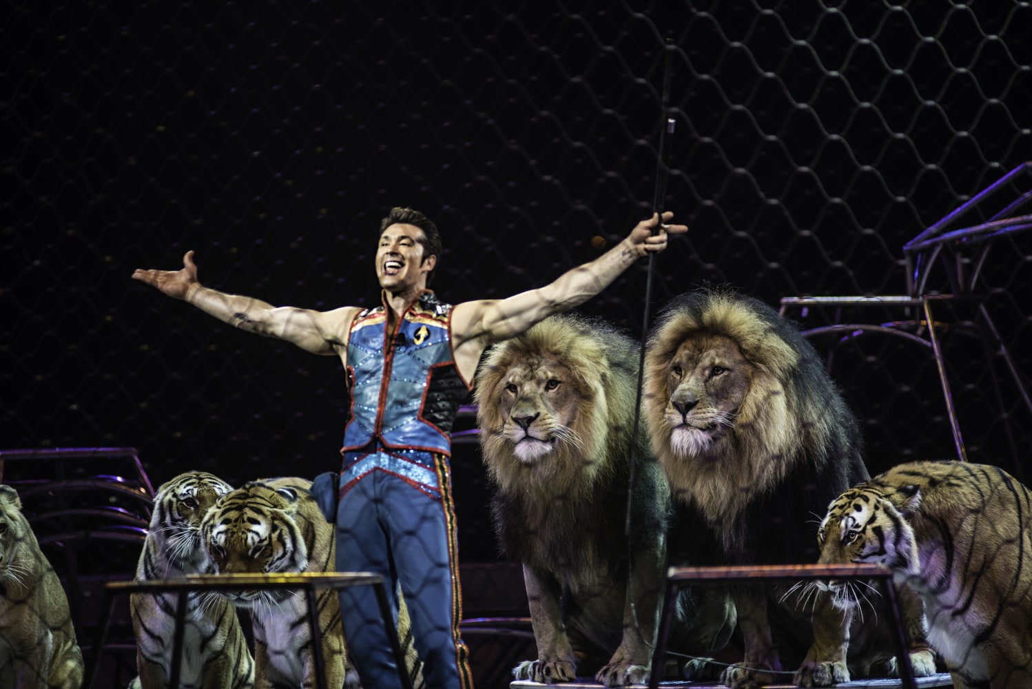 Wow the circus look. Лев в цирке. Костромской цирк львы. Lion Tamer. На 1 канале цирк шоу со львами.