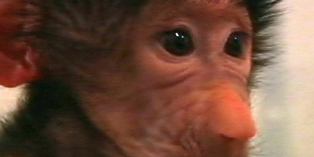 Zoo staff nurse baby baboon back to health