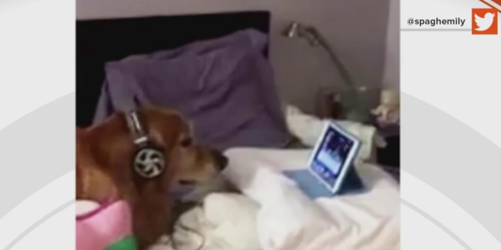 Headphones for dogs sales fireworks
