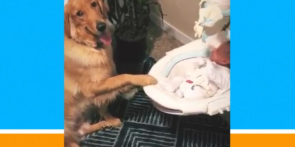Golden retriever rocking baby new arrivals