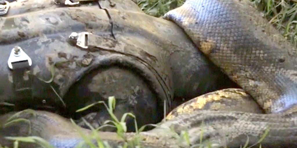 Man To Be Eaten Alive By Anaconda On Tv