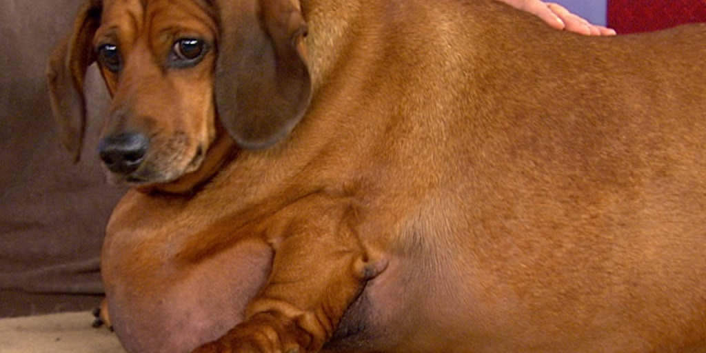 Obie the obese dachshund is at the center of custody battle
