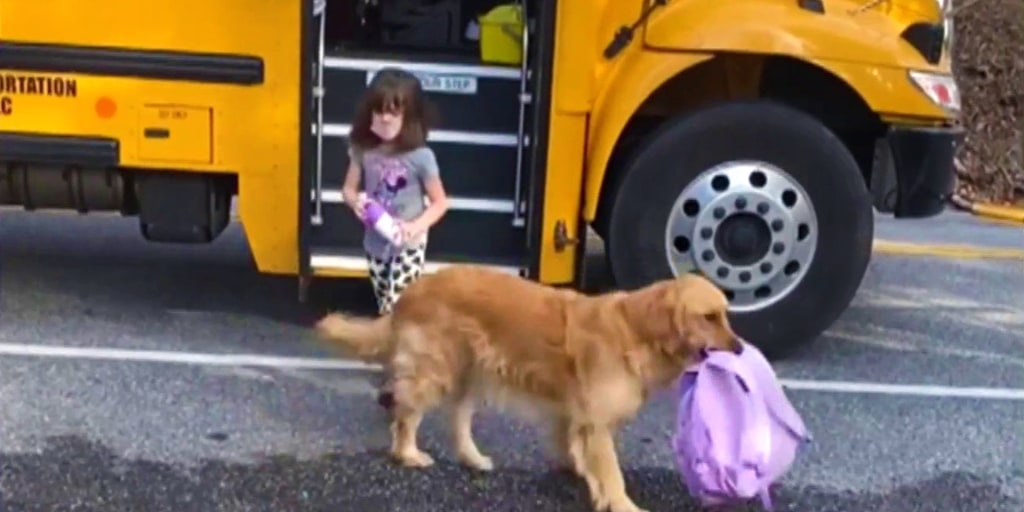 1024px x 512px - Faithful dog helps carry backpack for girl when she gets home from school