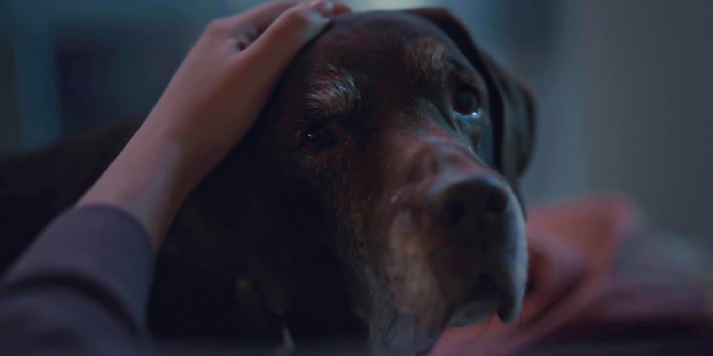 Wells fargo doggy lovers commercial clearance