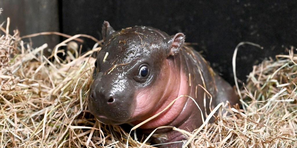 HIPPOさま2 Richmond Zoo reveals new baby hippo's name live on TODAY!