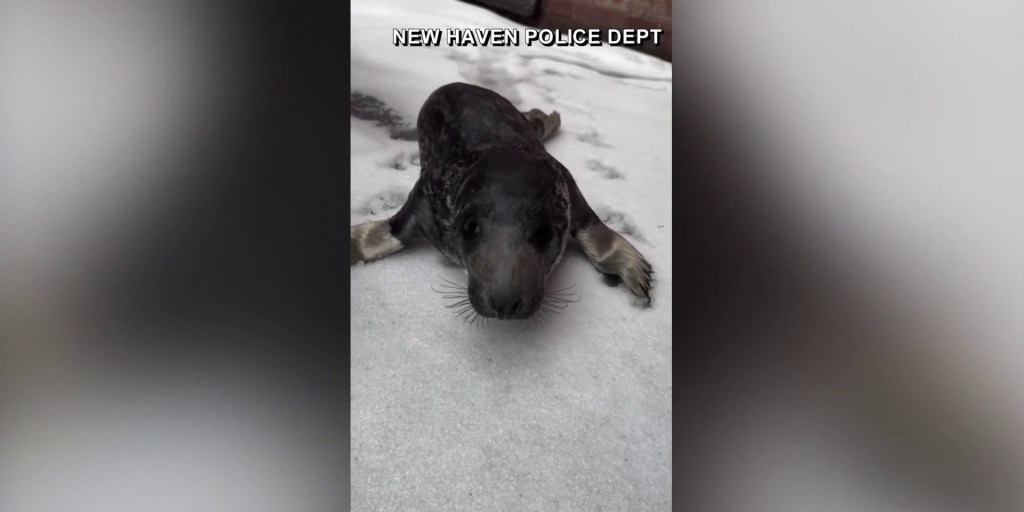 Baby seal found wandering the streets of Connecticut