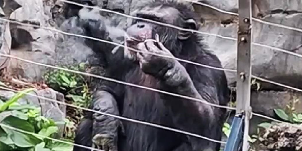 tdy_gorilla_250316-bc6kcx.jpg