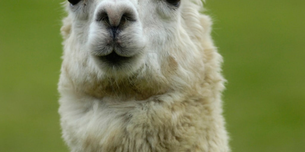 In Peru, animal fleeces can be golden