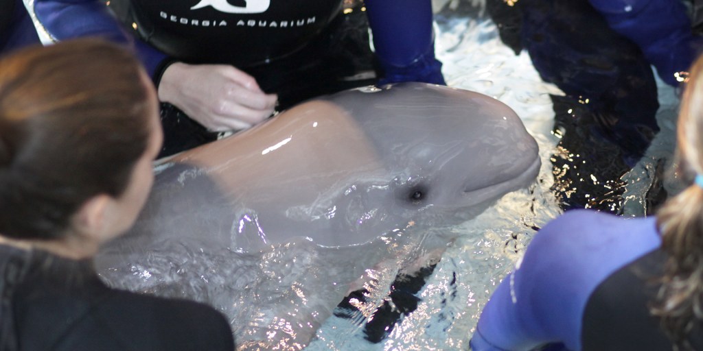 Beluga Whale At Georgia Aquarium Gives Birth To Rare Calf