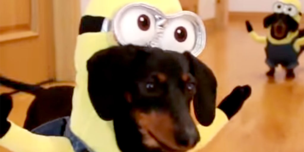 Wiener dog minions new arrivals