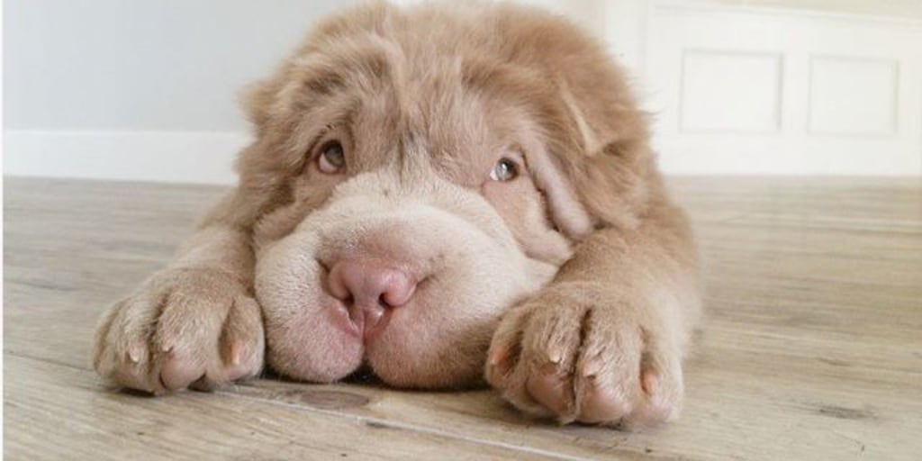 Tonkey 2025 bear dog