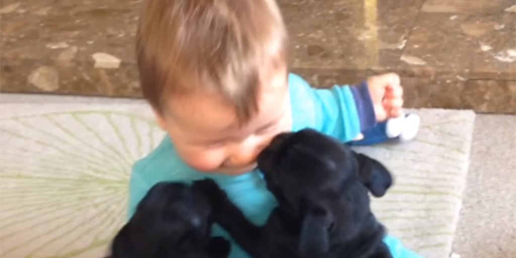 See This Baby Giggle As Puppies Clamber Over Him In Adorable Video See This Baby Giggle As Puppies Clamber Over Him In Adorable Video