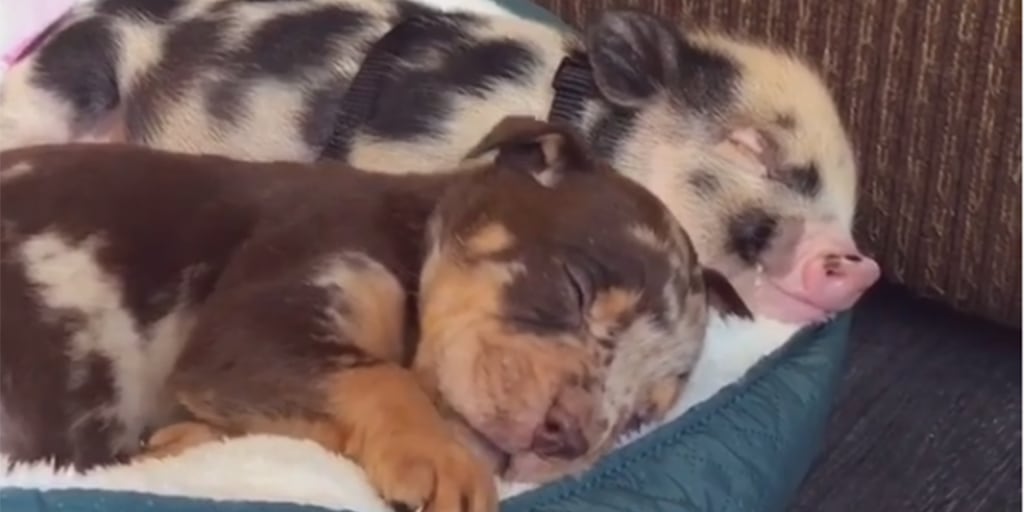 Abandoned Piglet And Puppy Forge Adorable Friendship