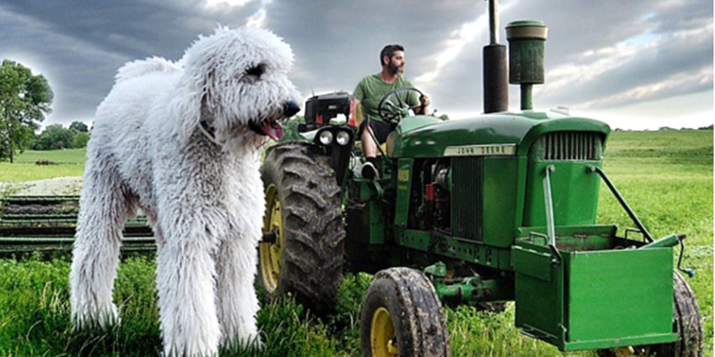 Juju giant dog sales