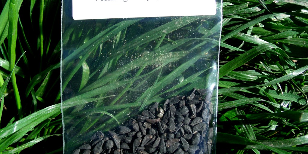 Teens sickened by seeds that contain LSD-like chemical
