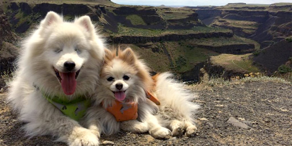 This Pomeranian adorably guides his blind best friend through life