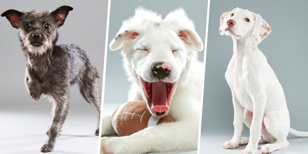 Puppy Bowl features 3 special needs dogs who steal the show
