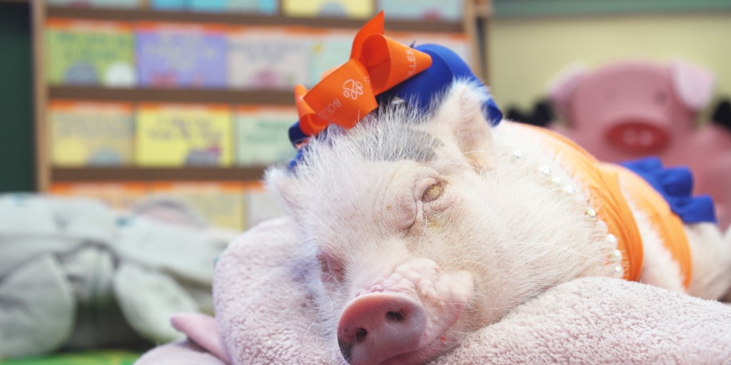 Best class pets on sale