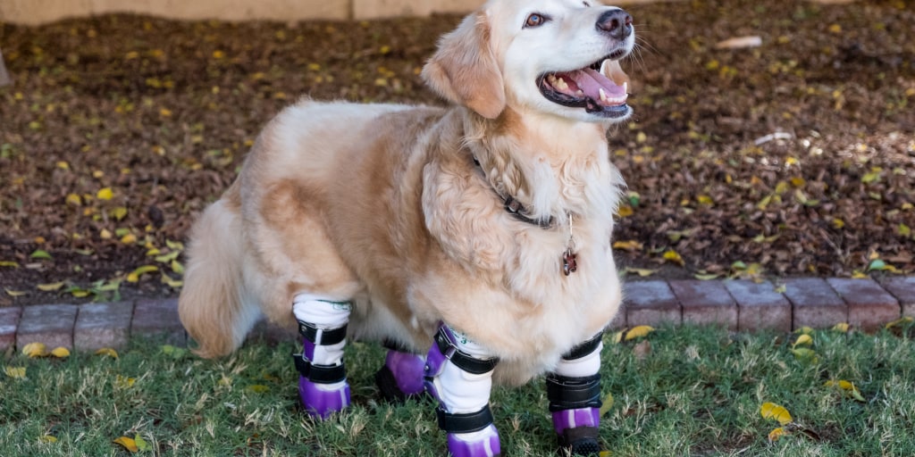 chi-chi-rescue-dog-today-