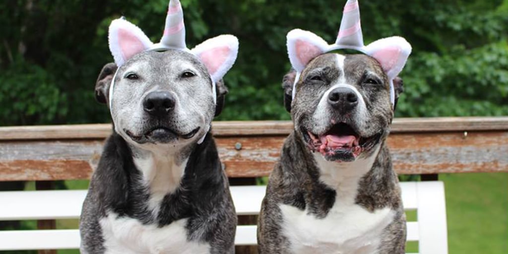 https www today com pets what pit bull it s not actually dog breed t118066