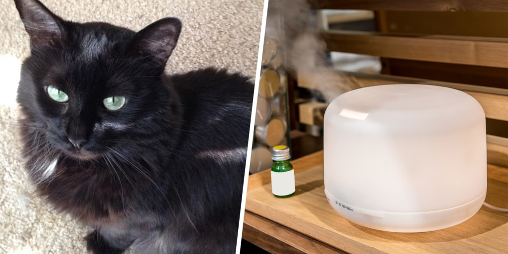 Essential Oils Danger For Cats Warning Signs To Look For