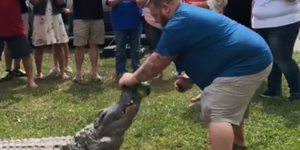 Unique Gender Reveal Ideas Couple Uses Alligator And Jello