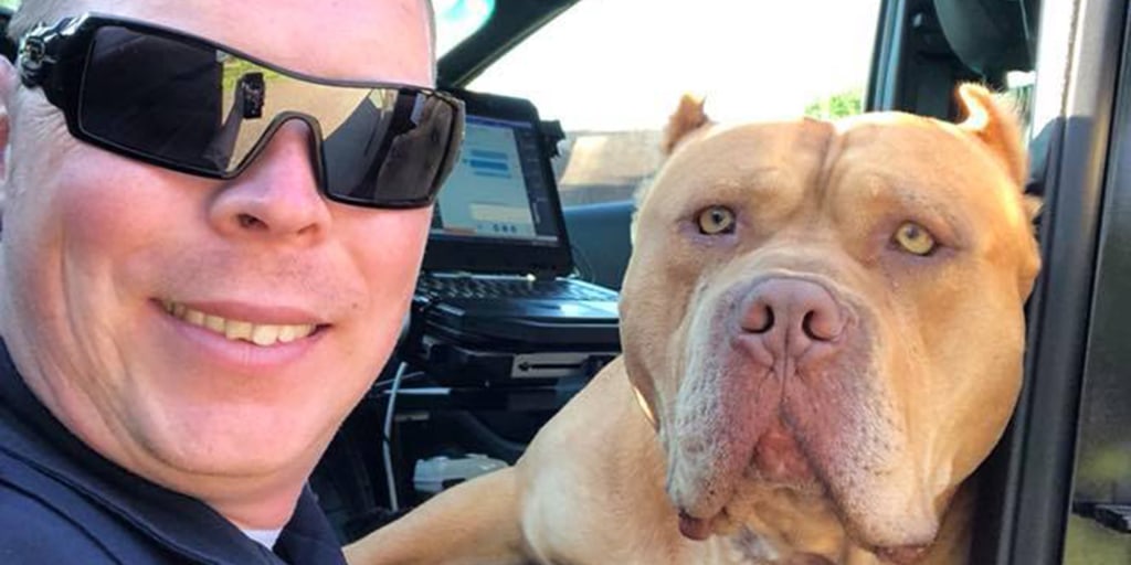 Vicious' dog call turns into friendship between pit bull and