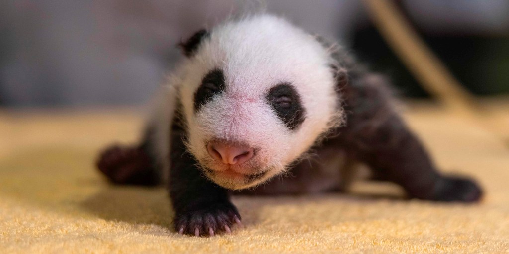 pandaです。 panda-cub-mc-main1-201006.jpg