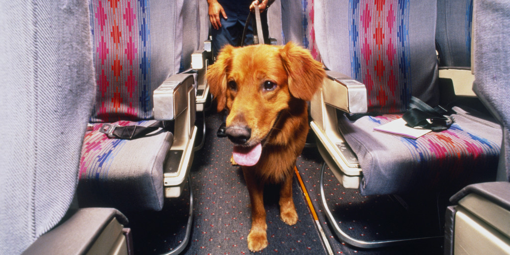 Flying with emotional outlet support dog questions
