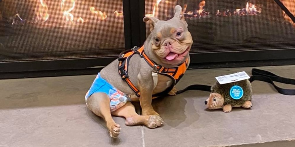 Stood up by adoptive family, internet rallies around special needs dog